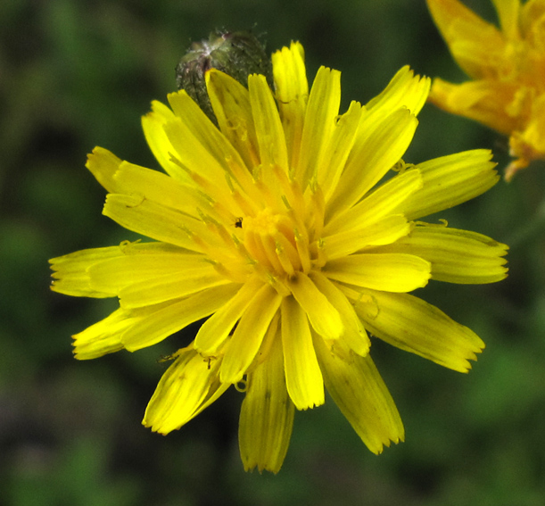 Hieracium